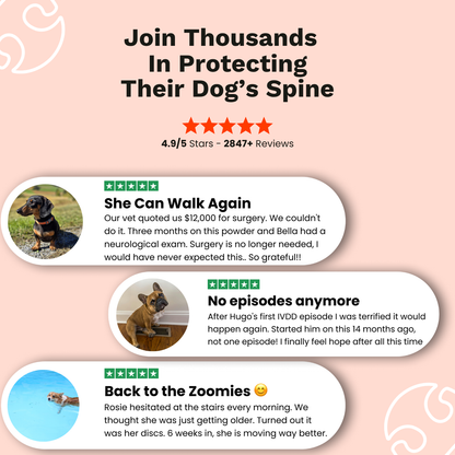 Spine & Disc Powder
